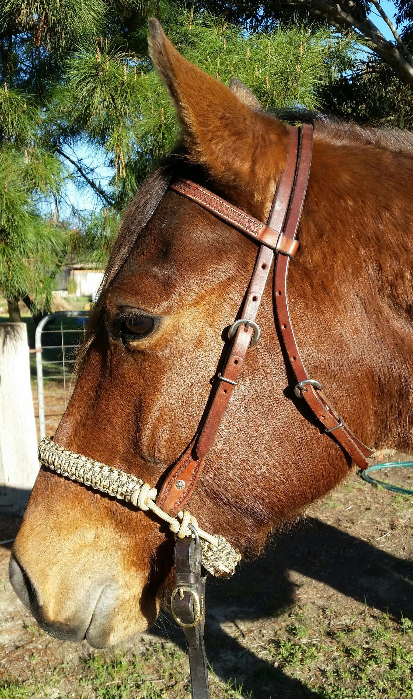 Evolve Bitless Noseband in Dark Brown