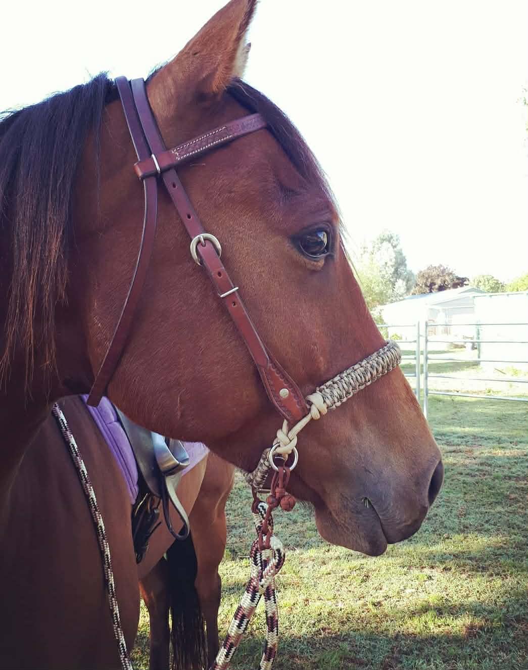 Bitless Nosebands