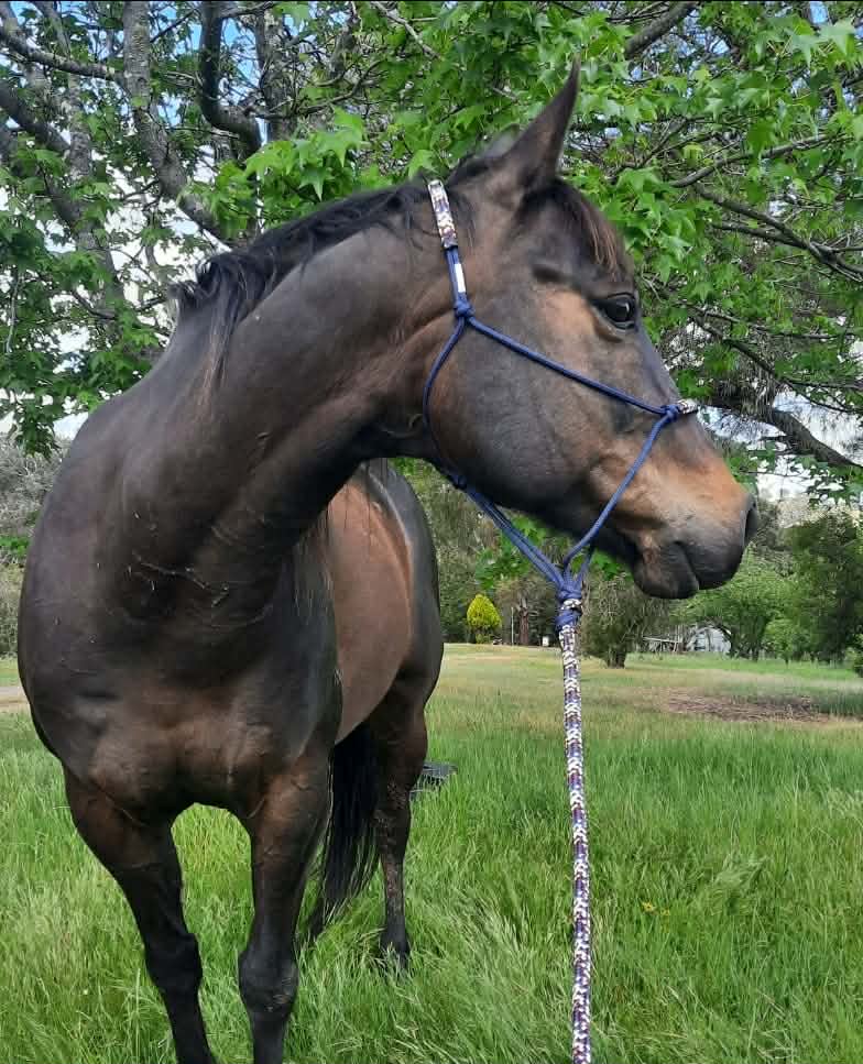 Headstall & Lead Combos