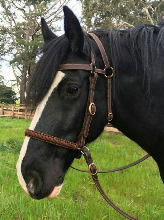 Evolve Bitless Noseband in Dark Brown