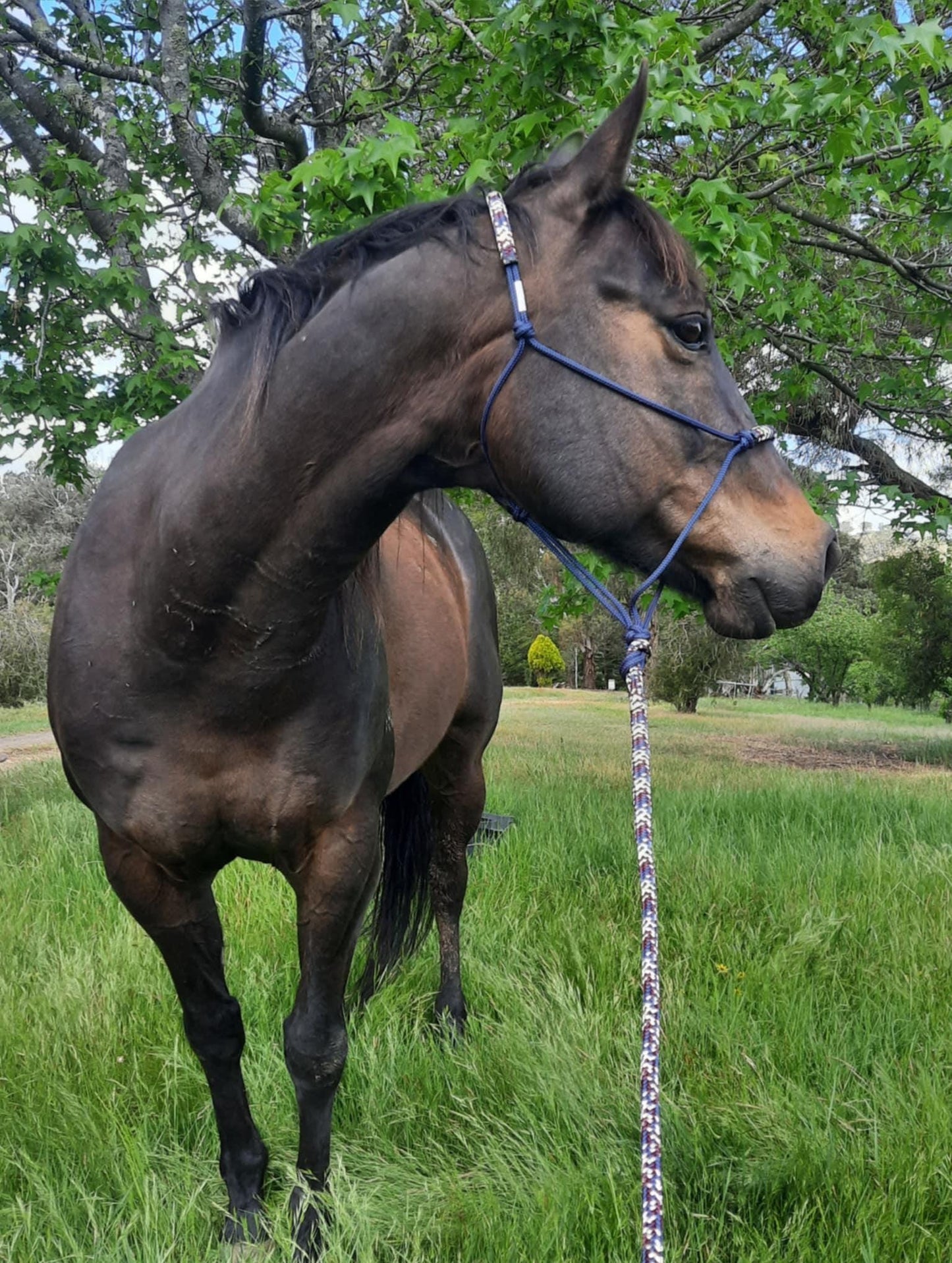 Nightfall on Navy Headstall & 12ft Lead Combo