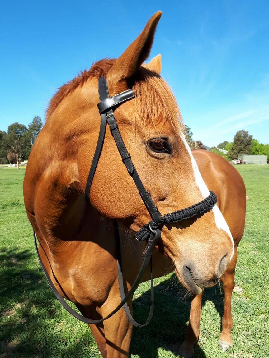 Evolve Bitless Noseband in Black