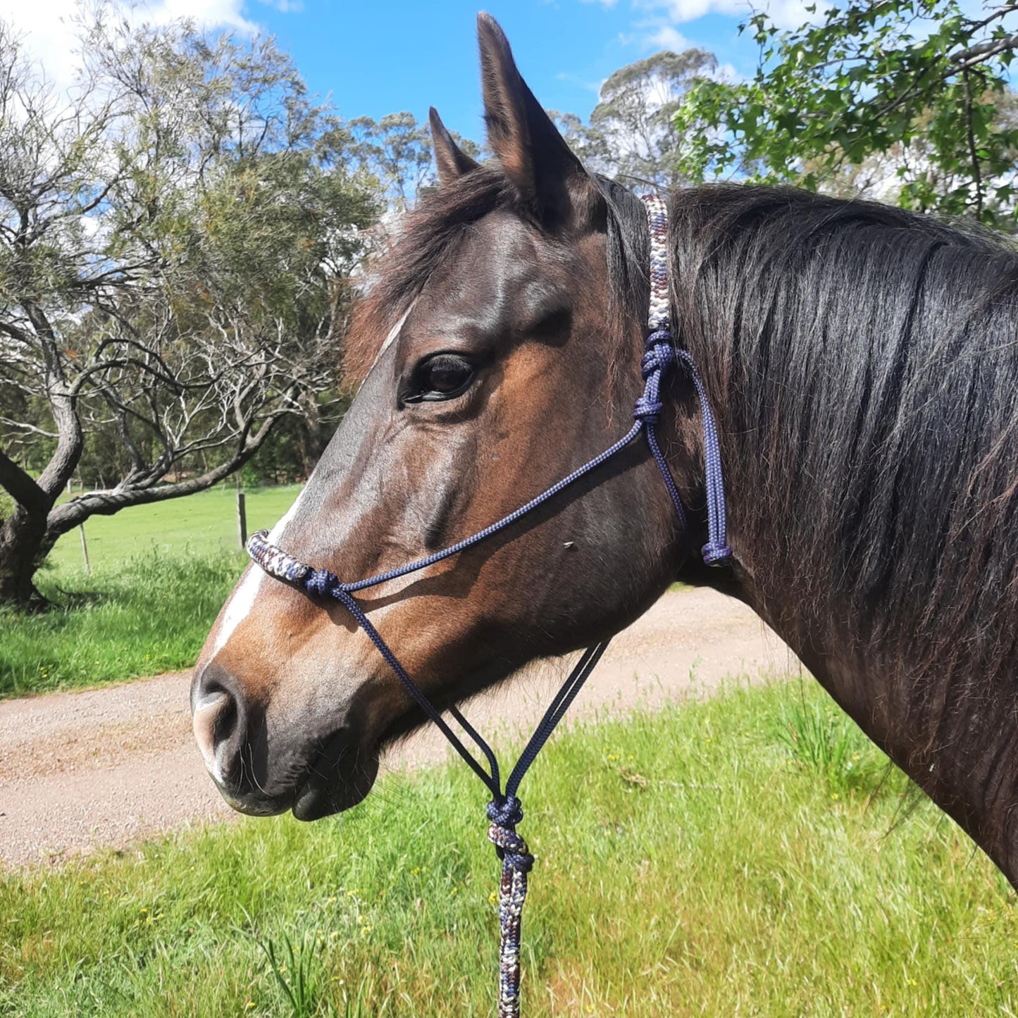 Nightfall on Navy Headstall & 12ft Lead Combo