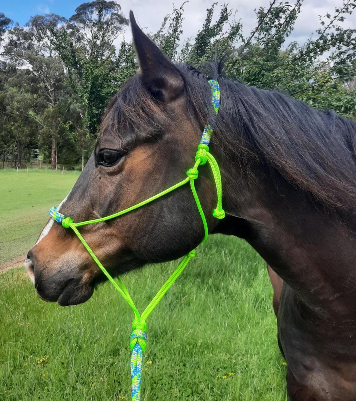 Spring on Lime Green Headstall & 12ft Lead Combo
