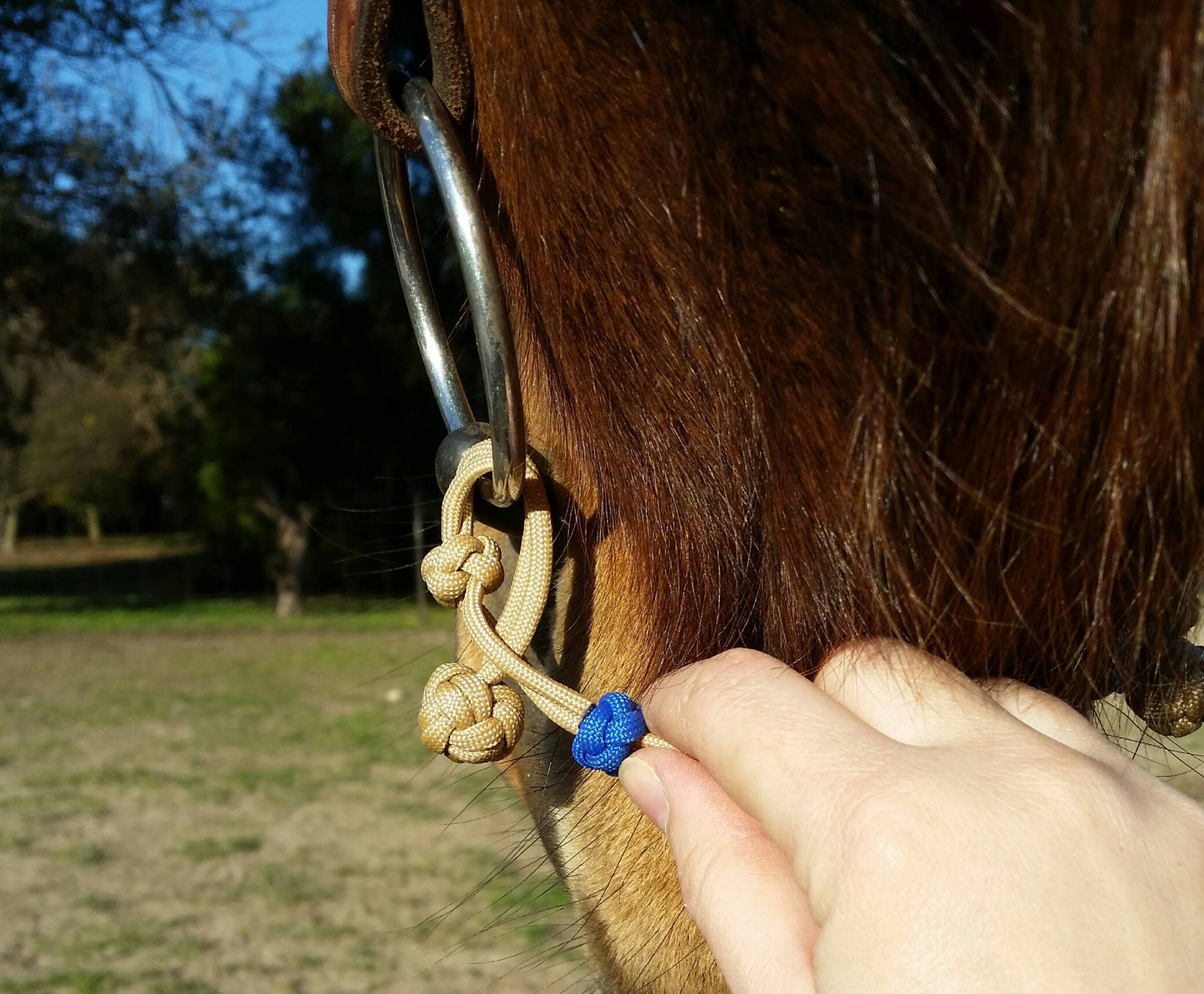 Bit Hobble for Snaffle Bit