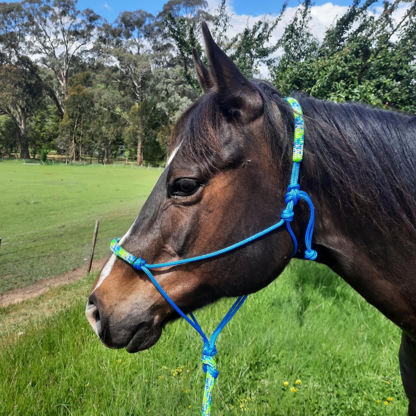 Spring on Blue Headstall & 12ft Lead Combo