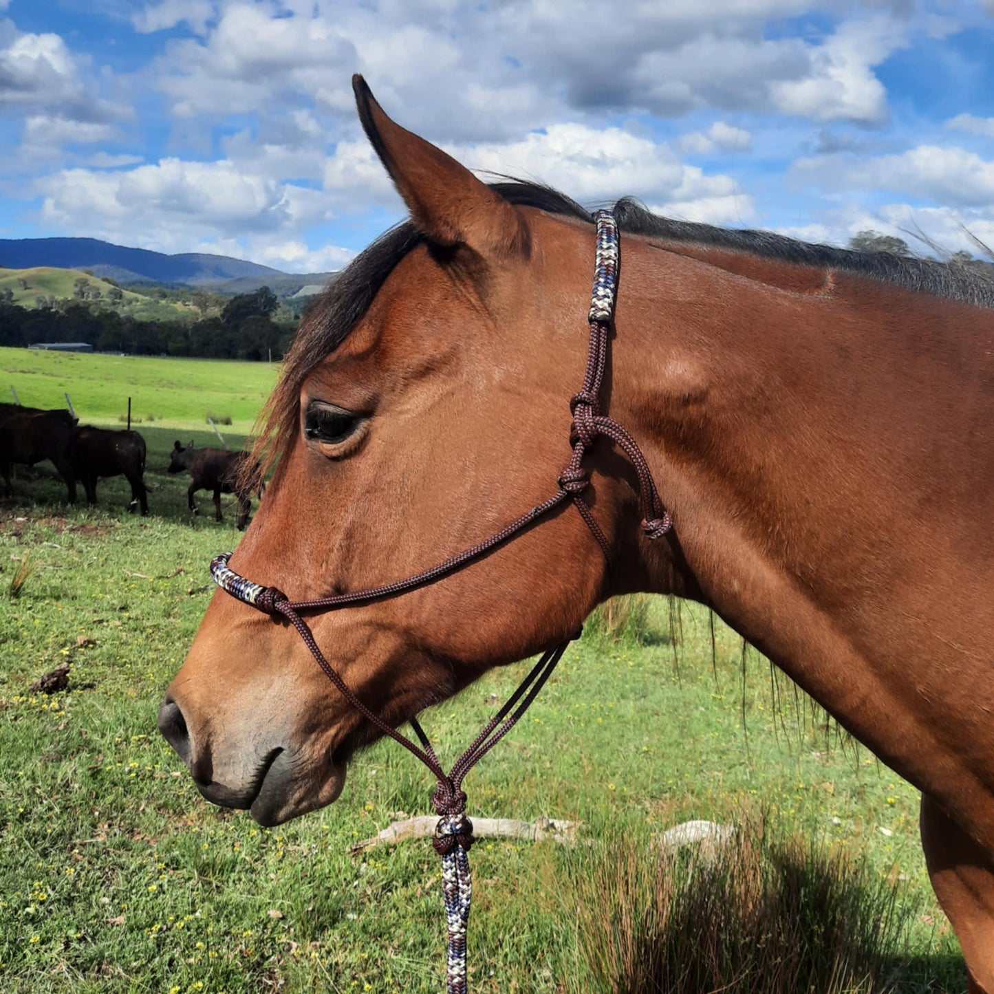 Nightfall on Burgundy Headstall & 12ft Lead Combo