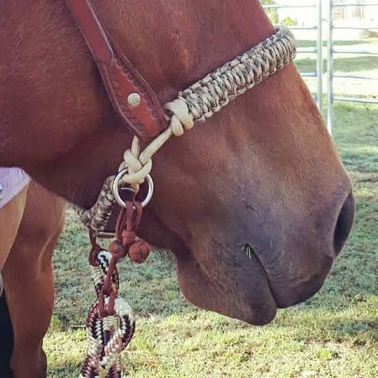 Brown horse wearing a bitless noseband in an outdoor setting, with reins and connection toggles