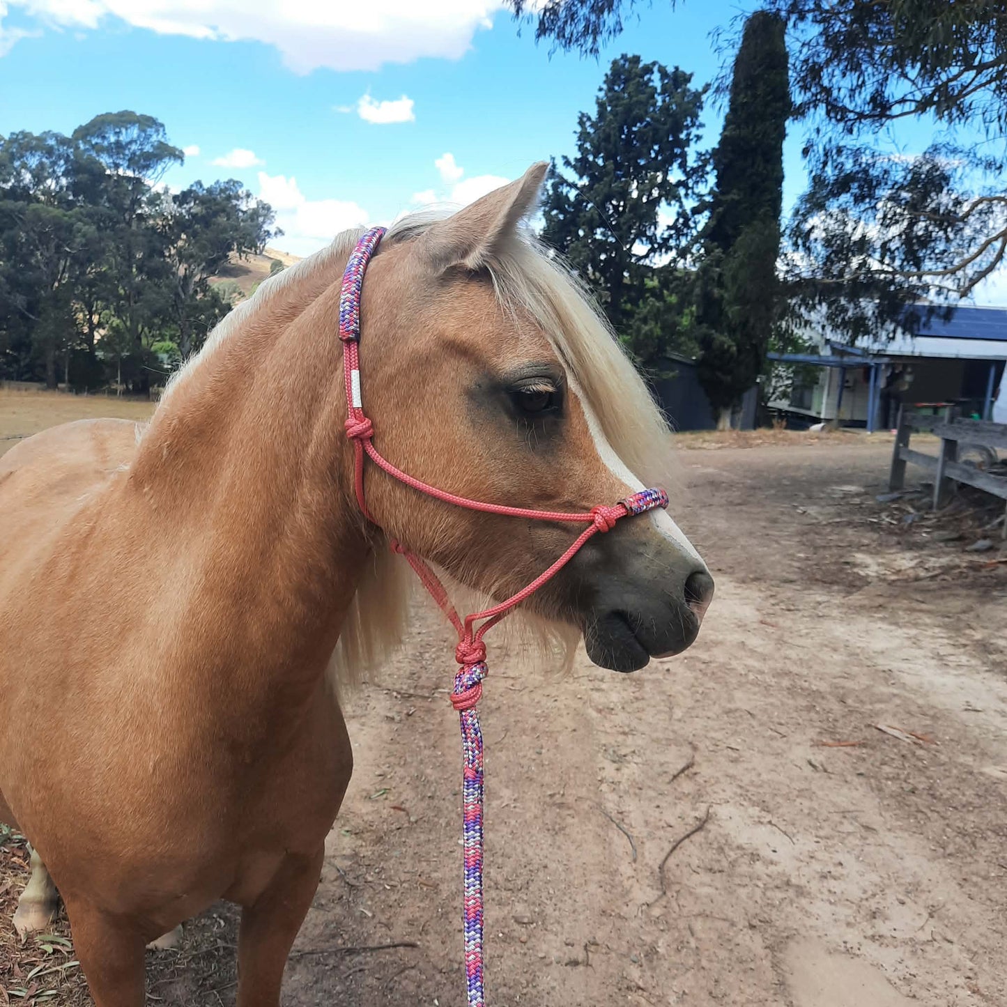 Posy on Pink Headstall & 12ft Lead Combo