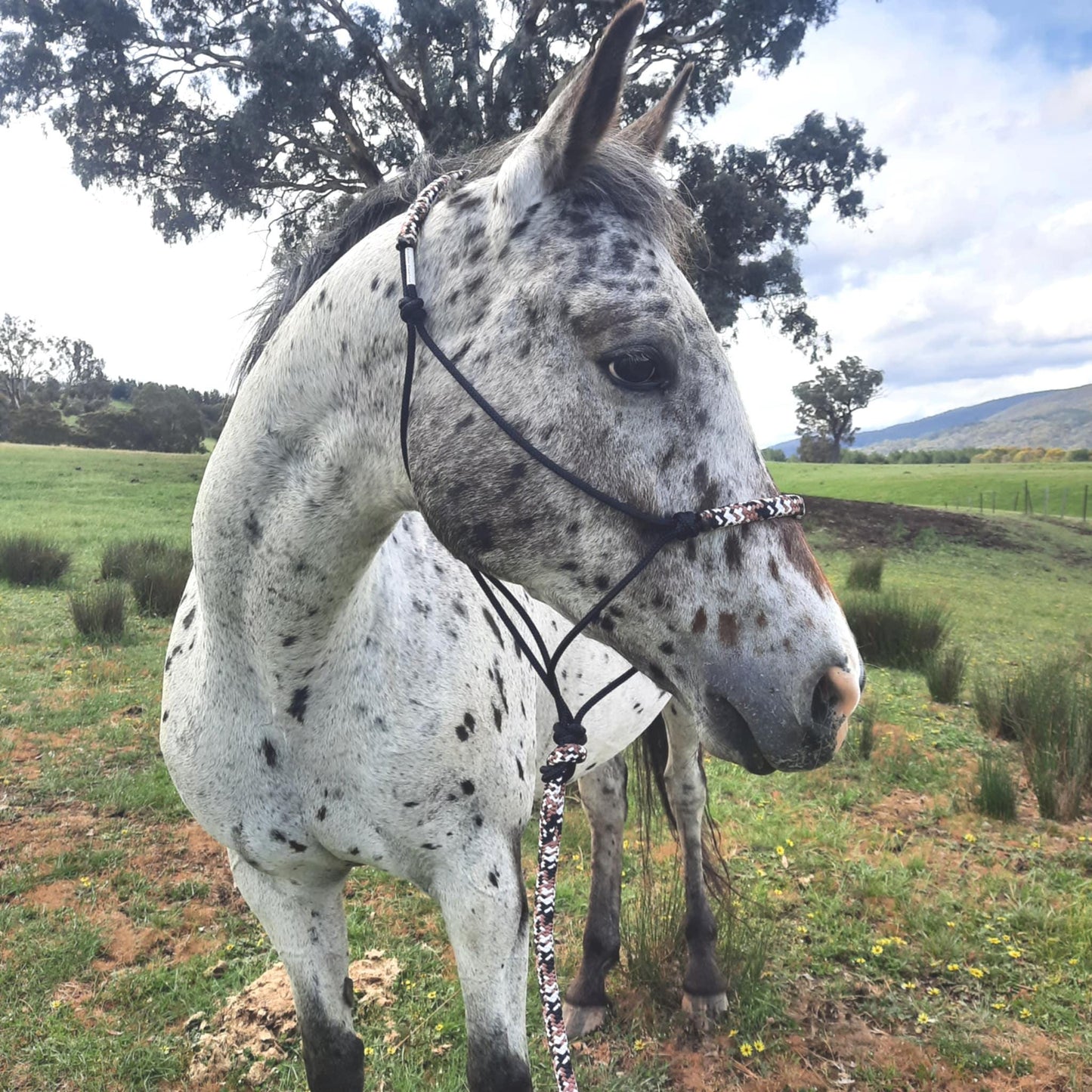 Earthen on Black Headstall & 12ft Lead Combo