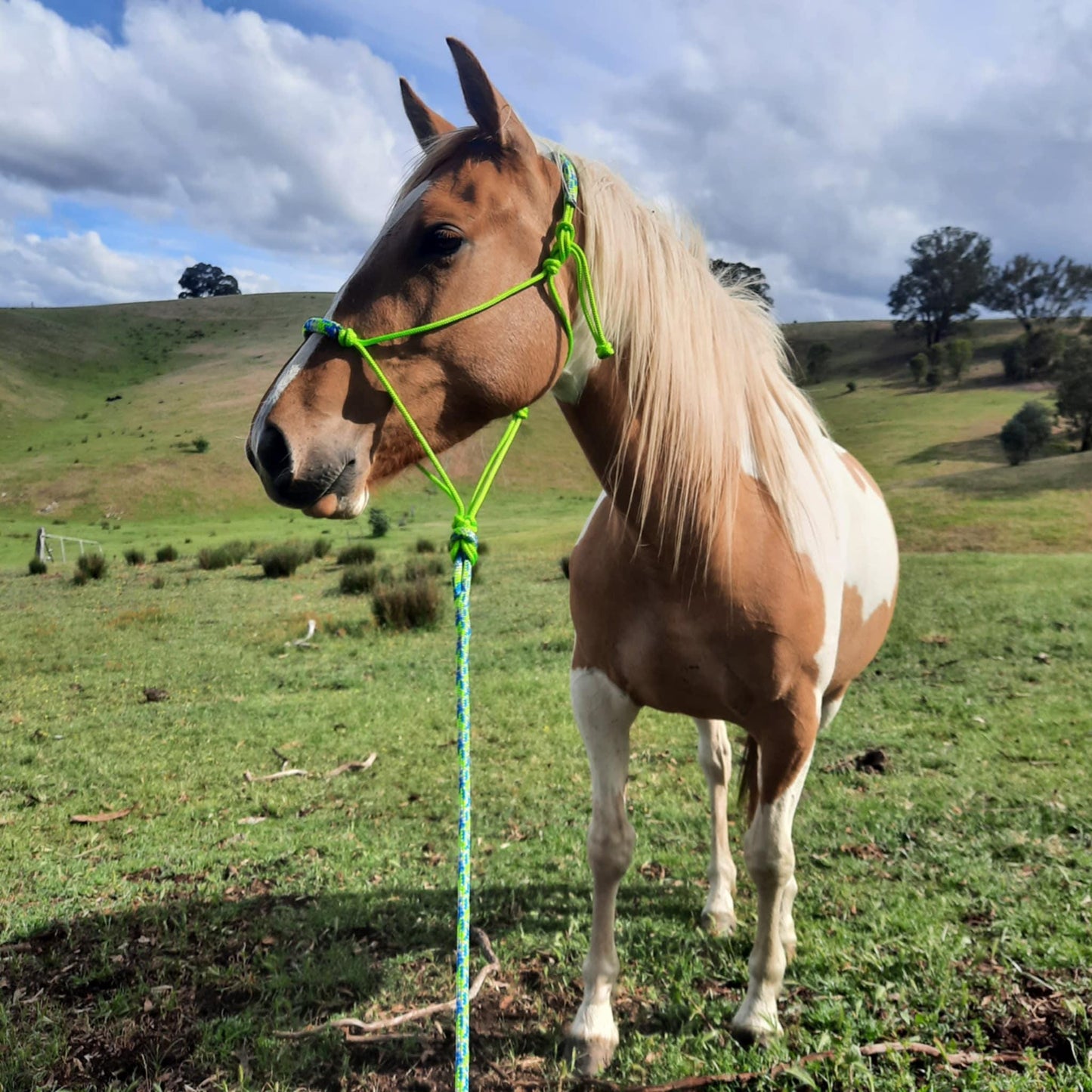 Spring on Lime Green Headstall & 12ft Lead Combo