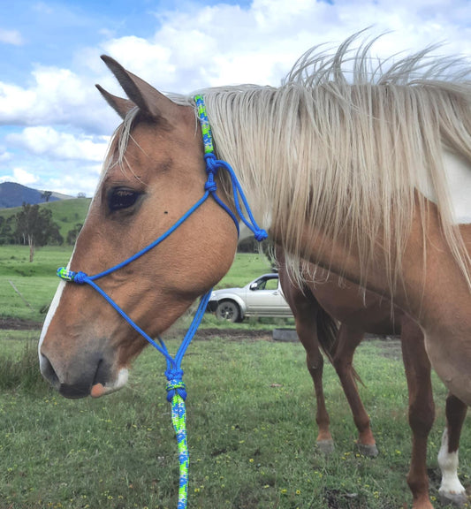 Spring on Blue Headstall & 12ft Lead Combo