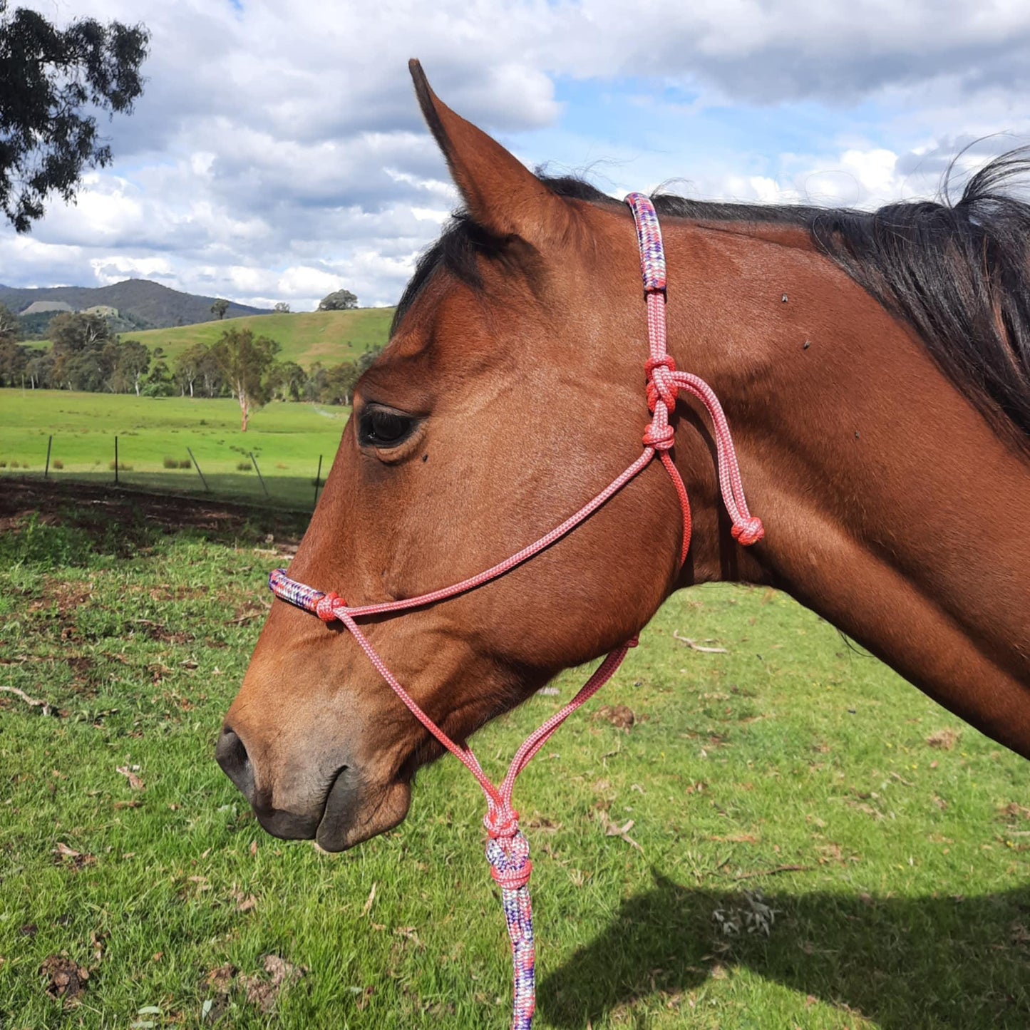 Posy on Pink Headstall & 12ft Lead Combo