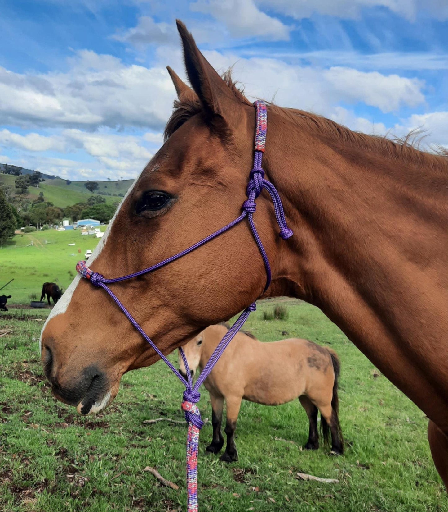 Posy on Purple Headstall & 12ft Lead Combo