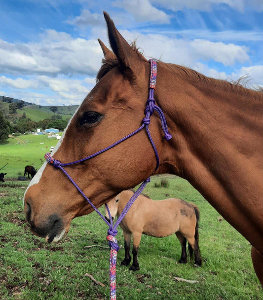 Posy on Purple Headstall & 12ft Lead Combo