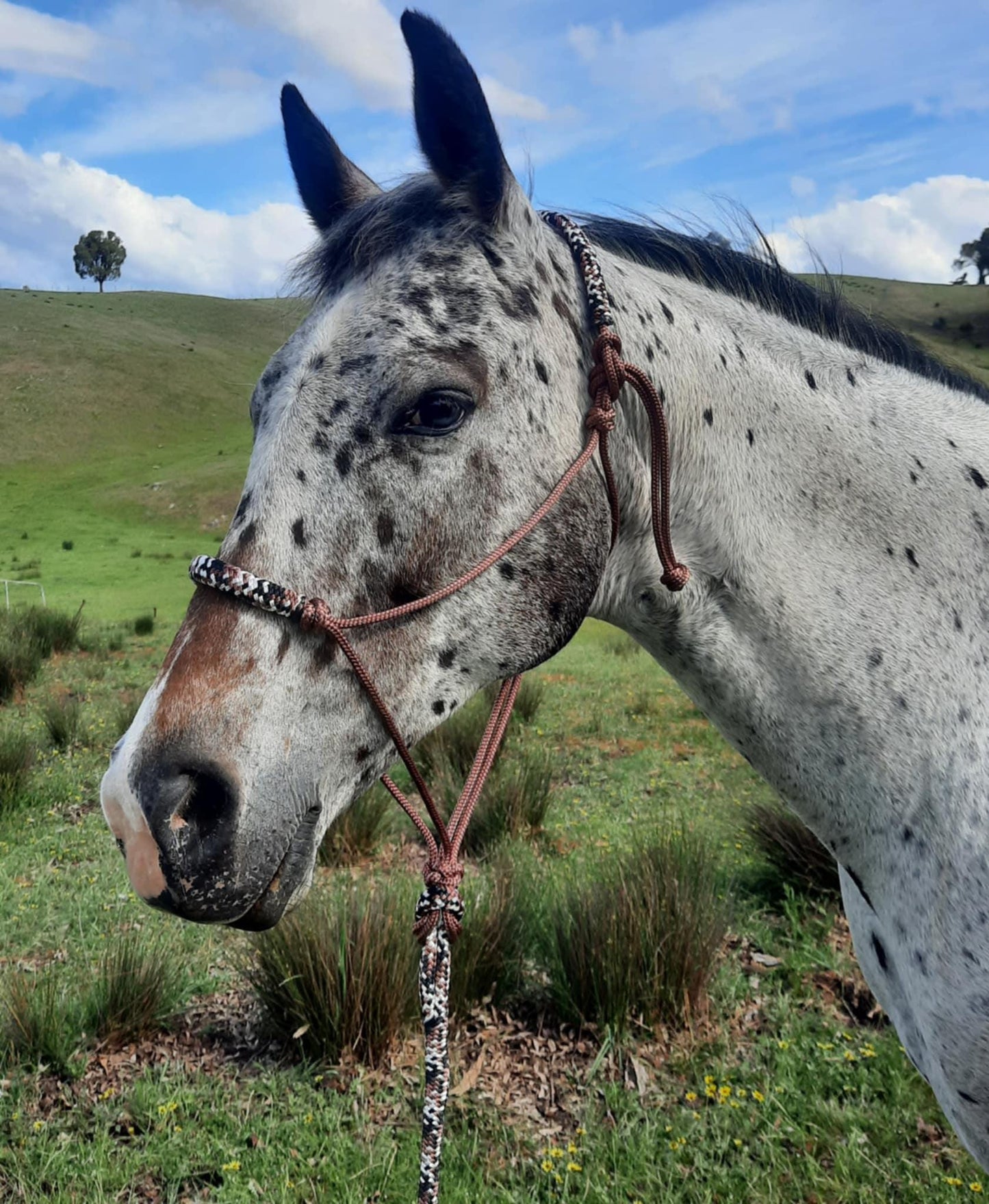 Earthen on Brown Headstall & 12ft Lead Combo