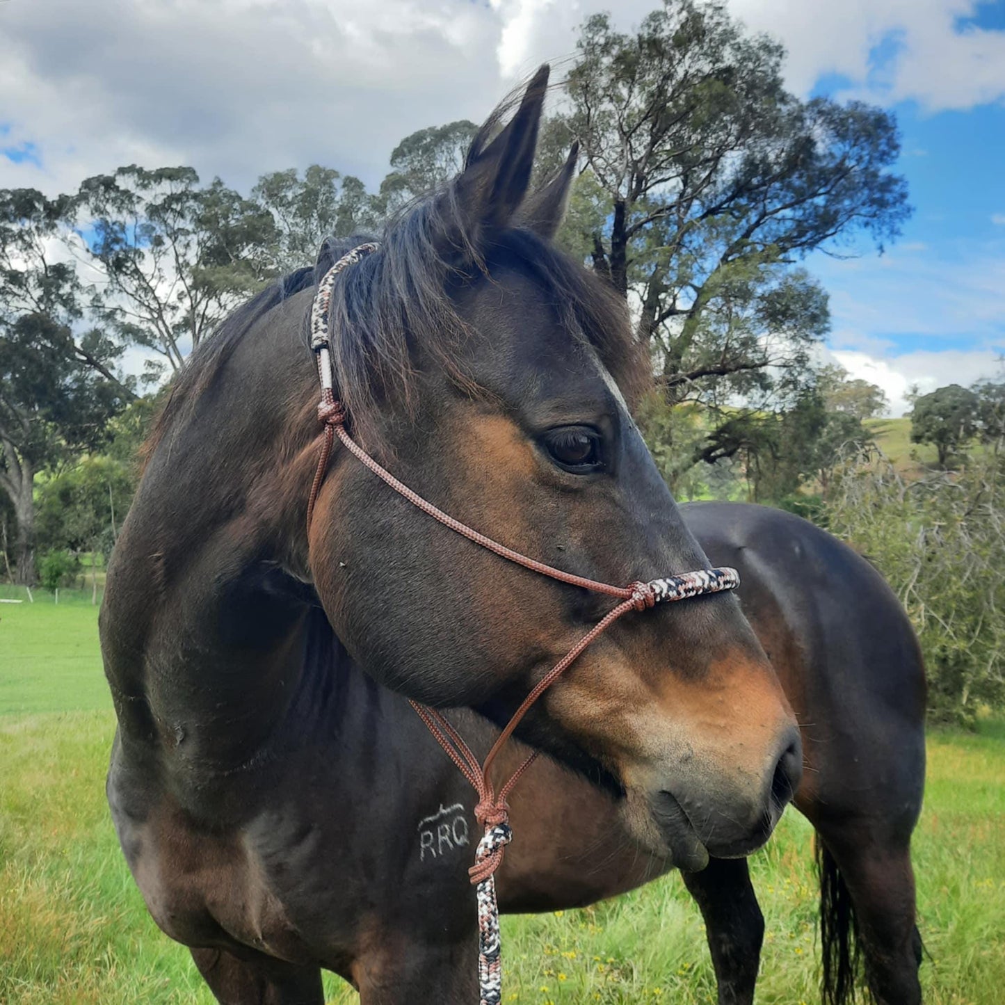 Earthen on Brown Headstall & 12ft Lead Combo